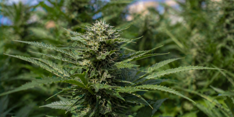 Why are cannabis stocks surging today?