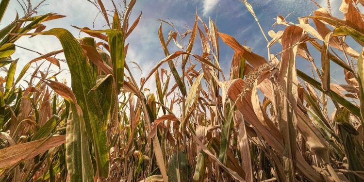 JPMorgan just flagged a slow-building food crisis