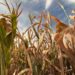 JPMorgan just flagged a slow-building food crisis