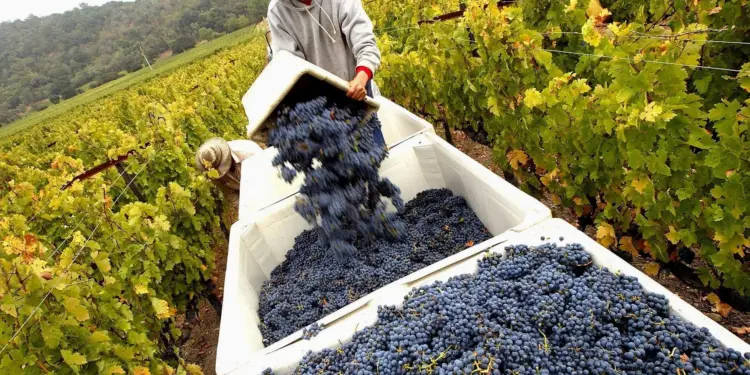 A Vintage of Crisis for California Vineyards