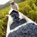A Vintage of Crisis for California Vineyards