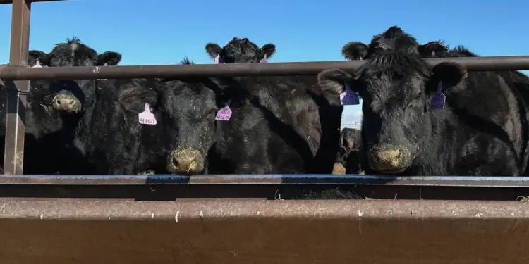 Trade Tensions Simmer in the Heartland as Beef Imports Surge