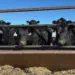 Trade Tensions Simmer in the Heartland as Beef Imports Surge